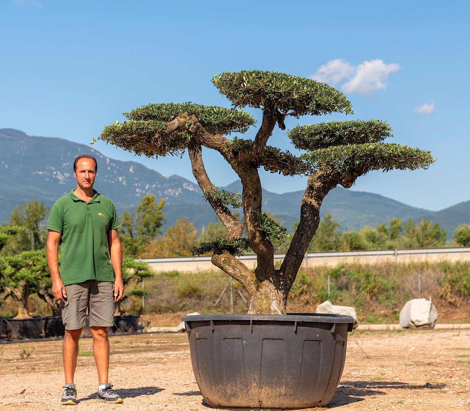 thumbnail image 2 of Buy Olea Europaea: Common Edible Olive Seeds Online In USA, $6.00 2 of 10