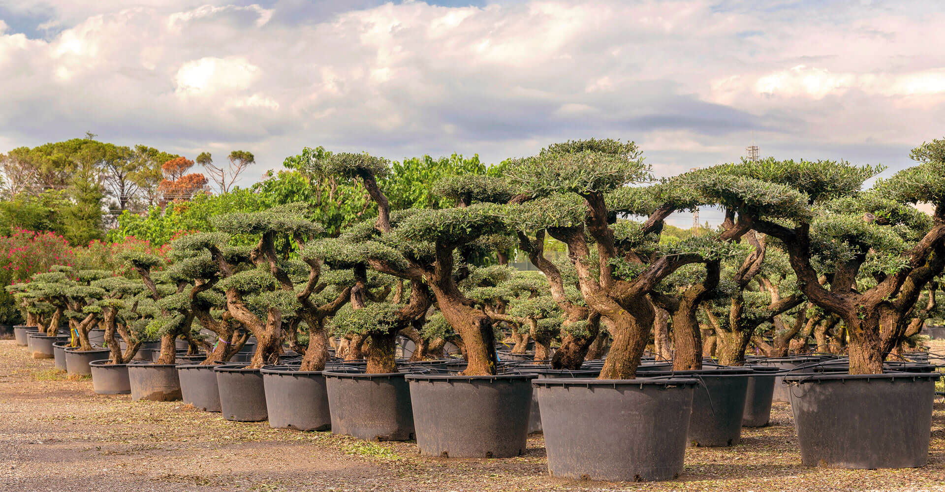 Olea Europaea Plato | Cultius Ponç